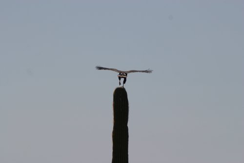 2007 Arizona 086.jpg