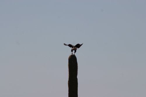 2007 Arizona 087.jpg