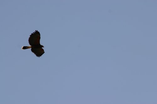 2007 Arizona 090.jpg