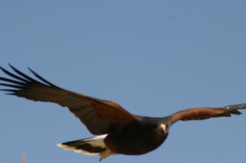 2007 Arizona 094.jpg