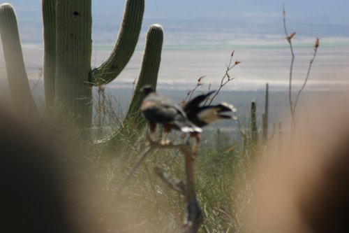 2007 Arizona 096.jpg