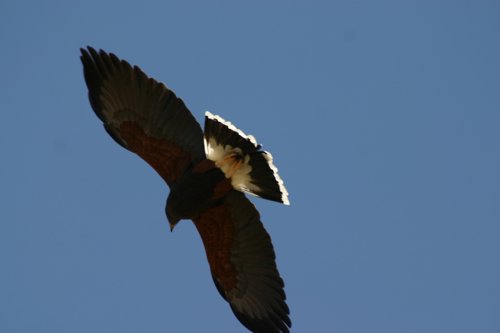 2007 Arizona 098.jpg