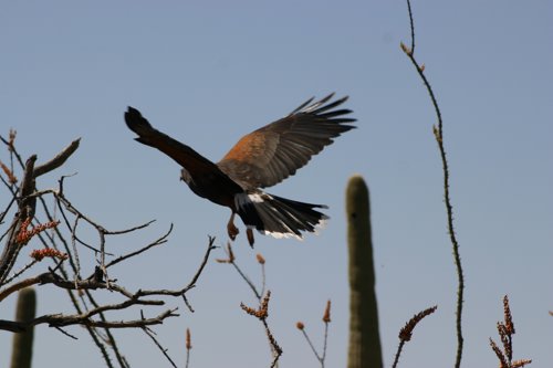 2007 Arizona 101.jpg