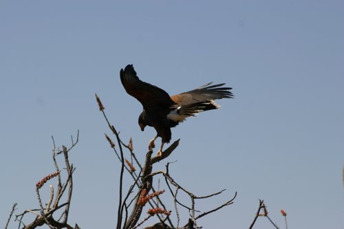 2007 Arizona 102.jpg