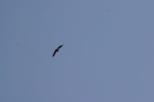 2007 Arizona 104.jpg