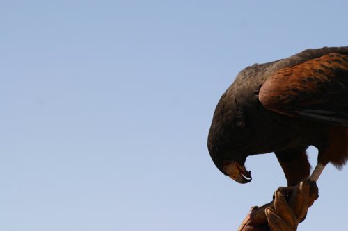 2007 Arizona 110.jpg