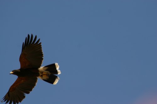 2007 Arizona 113.jpg