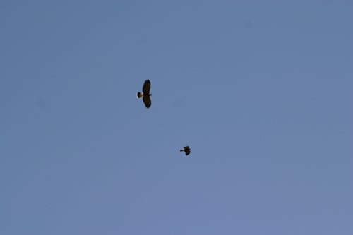 2007 Arizona 115.jpg