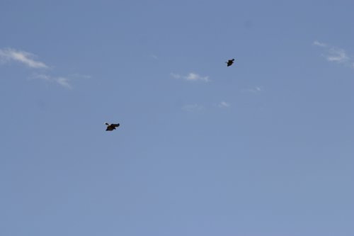 2007 Arizona 116.jpg