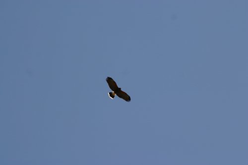 2007 Arizona 117.jpg