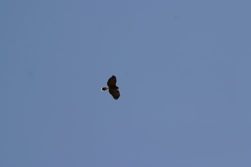2007 Arizona 118.jpg