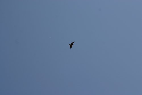 2007 Arizona 119.jpg