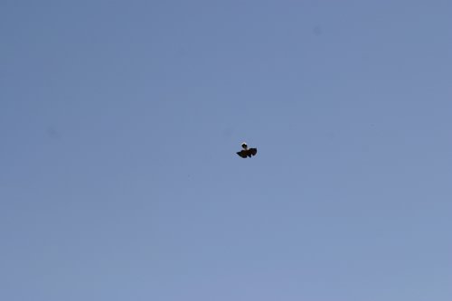 2007 Arizona 120.jpg