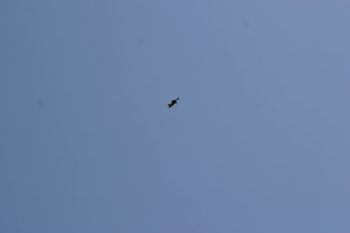 2007 Arizona 122.jpg