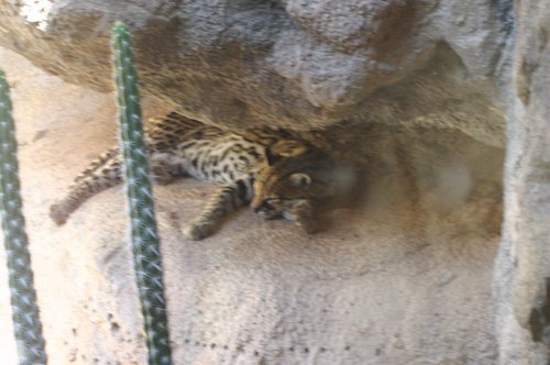 2007 Arizona 124.jpg