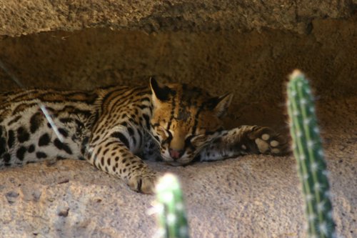 2007 Arizona 125.jpg