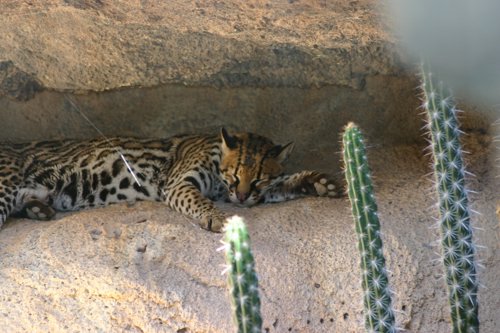 2007 Arizona 126.jpg