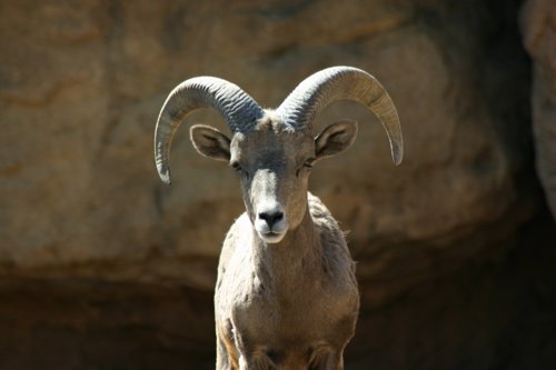 2007 Arizona 129.jpg