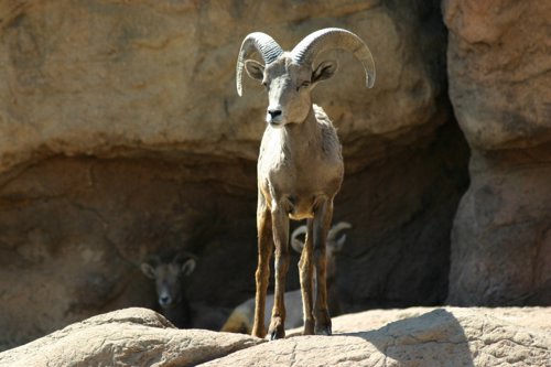 2007 Arizona 130.jpg