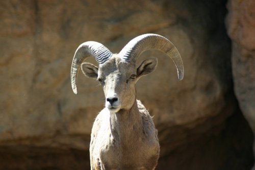 2007 Arizona 131.jpg