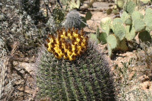2007 Arizona 133.jpg