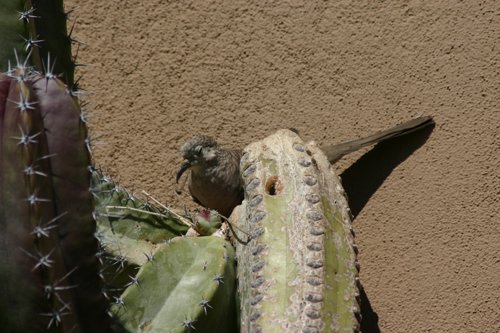 2007 Arizona 134.jpg