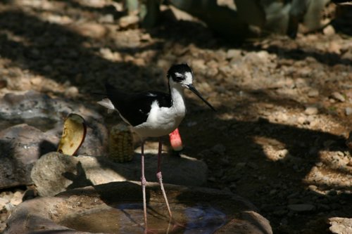 2007 Arizona 137.jpg