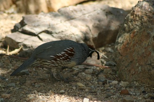 2007 Arizona 141.jpg