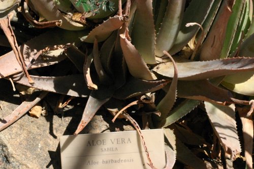 2007 Arizona 163.jpg