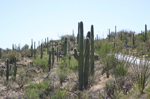 2007 Arizona 327.jpg