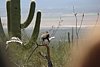 2007 Arizona 092.jpg