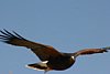2007 Arizona 094.jpg