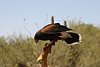 2007 Arizona 100.jpg