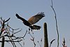 2007 Arizona 101.jpg