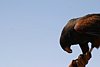 2007 Arizona 110.jpg