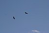 2007 Arizona 114.jpg