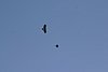 2007 Arizona 115.jpg