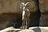 2007 Arizona 130.jpg