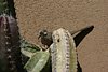 2007 Arizona 134.jpg