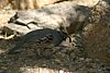 2007 Arizona 141.jpg