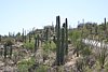 2007 Arizona 327.jpg