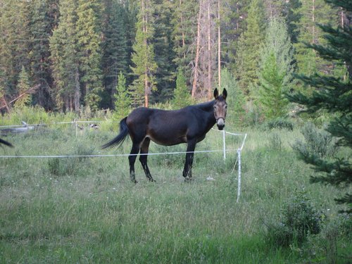 2008 Bob Marshall Wilderness Trip 038.jpg
