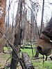2008 Bob Marshall Wilderness Trip 019.jpg