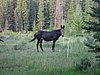 2008 Bob Marshall Wilderness Trip 038.jpg