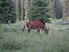 2008 Bob Marshall Wilderness Trip 039.jpg