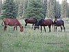 2008 Bob Marshall Wilderness Trip 040.jpg