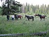 2008 Bob Marshall Wilderness Trip 042.jpg