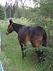 2008 Bob Marshall Wilderness Trip 045.jpg