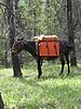2008 Bob Marshall Wilderness Trip 072.jpg