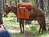 2008 Bob Marshall Wilderness Trip 073.jpg